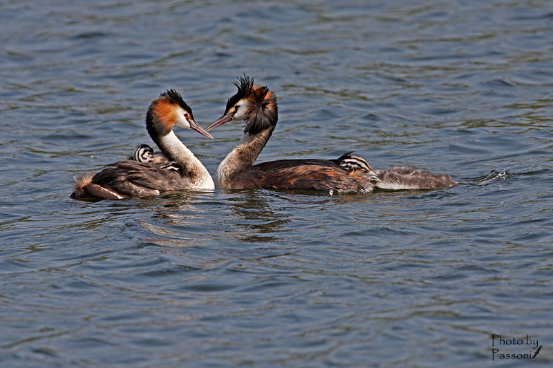 Un amore di famigliola!